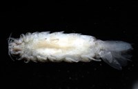 未知種狹長水虱藏品圖，第4張