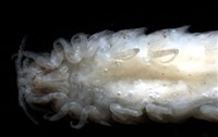 未知種狹長水虱藏品圖，第5張