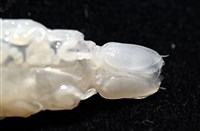 未知種狹長水虱藏品圖，第6張