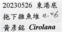 未知種狹長水虱藏品圖，第7張