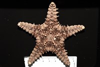 玉緣棘角海星(紫氏麗海星)藏品圖，第1張