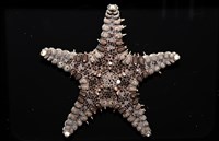 玉緣棘角海星(紫氏麗海星)藏品圖，第2張