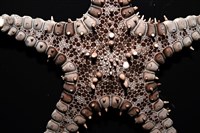 玉緣棘角海星(紫氏麗海星)藏品圖，第3張