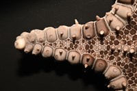 玉緣棘角海星(紫氏麗海星)藏品圖，第4張