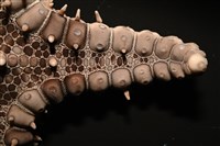 玉緣棘角海星(紫氏麗海星)藏品圖，第5張