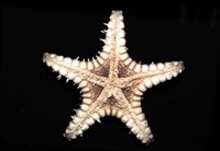 玉緣棘角海星(紫氏麗海星)藏品圖，第7張
