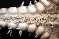 玉緣棘角海星(紫氏麗海星)藏品圖，第10張