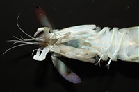 脊尾齒指蝦蛄藏品圖，第7張