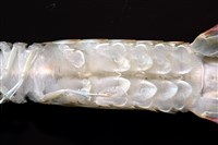 脊尾齒指蝦蛄藏品圖，第9張