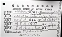 脊尾齒指蝦蛄藏品圖，第16張