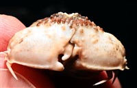 四斑饅頭蟹藏品圖，第8張