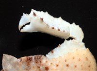 環狀(圓拱)隱足蟹藏品圖，第3張