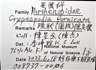 環狀(圓拱)隱足蟹藏品圖，第8張