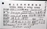 四齒(疣面)關公蟹藏品圖，第12張