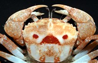 太陽強蟹藏品圖，第2張