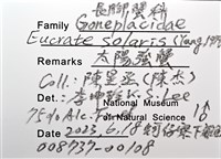 太陽強蟹藏品圖，第8張