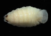 未知種縮頭水虱藏品圖，第2張
