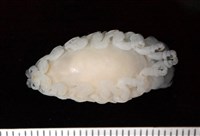 未知種縮頭水虱藏品圖，第3張