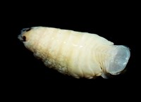 未知種縮頭水虱藏品圖，第5張