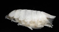 未知種縮頭水虱藏品圖，第6張