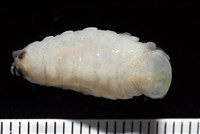 未知種縮頭水虱藏品圖，第7張