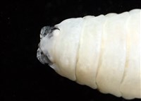 未知種縮頭水虱藏品圖，第8張