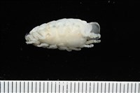 未知種縮頭水虱藏品圖，第9張