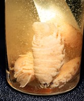 未知種縮頭水虱藏品圖，第11張