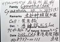 未知種縮頭水虱藏品圖，第12張