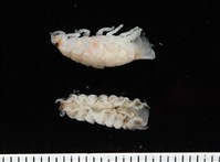 未知種縮頭水虱藏品圖，第2張