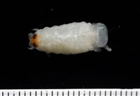 未知種縮頭水虱藏品圖，第4張