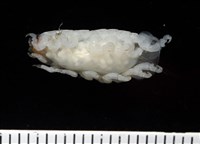未知種縮頭水虱藏品圖，第5張