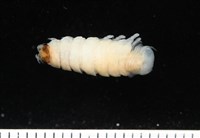 未知種縮頭水虱藏品圖，第6張