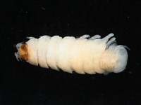 未知種縮頭水虱藏品圖，第7張