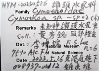 未知種縮頭水虱藏品圖，第8張
