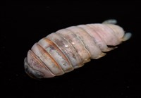 未知種紡錘水虱藏品圖，第3張