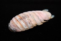 未知種紡錘水虱藏品圖，第4張