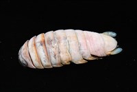 未知種紡錘水虱藏品圖，第5張