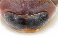 未知種紡錘水虱藏品圖，第7張