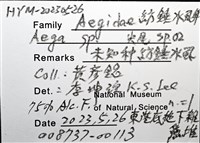 未知種紡錘水虱藏品圖，第8張