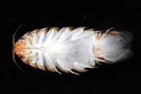 未知種紡錘水虱藏品圖，第3張