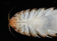 未知種紡錘水虱藏品圖，第4張