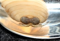 未知種紡錘水虱藏品圖，第10張