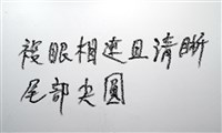 未知種紡錘水虱藏品圖，第11張
