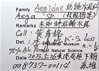 未知種紡錘水虱藏品圖，第12張