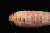 未知種羅司水虱藏品圖，第2張