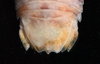 未知種羅司水虱藏品圖，第5張
