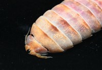 未知種羅司水虱藏品圖，第6張
