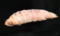 未知種羅司水虱藏品圖，第7張