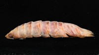 未知種羅司水虱藏品圖，第8張